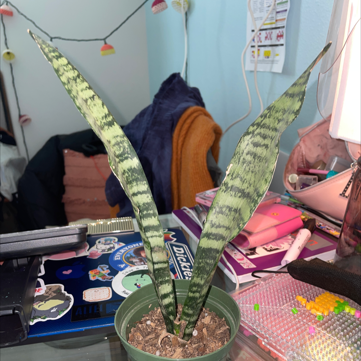 Snake Plant plant photo by @plant1010 named smity on Greg, the plant care app.