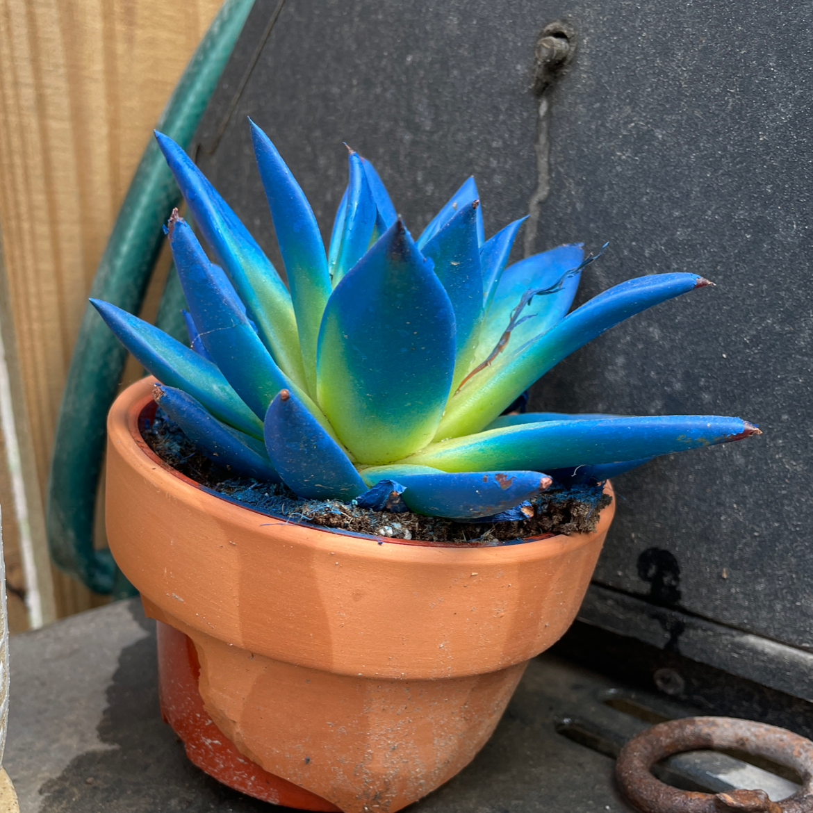 Lipstick Echeveria plant photo by @plant1010 named milo on Greg, the plant care app.