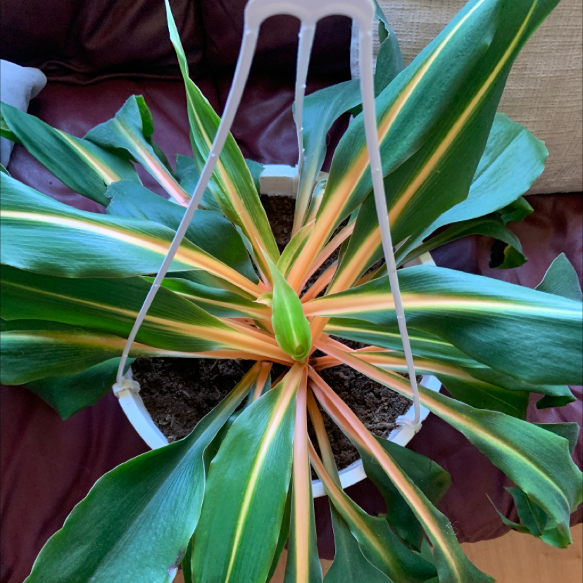 Photo of the plant species Green Orange Spider Plant by @oxkelsey named Your plant on Greg, the plant care app