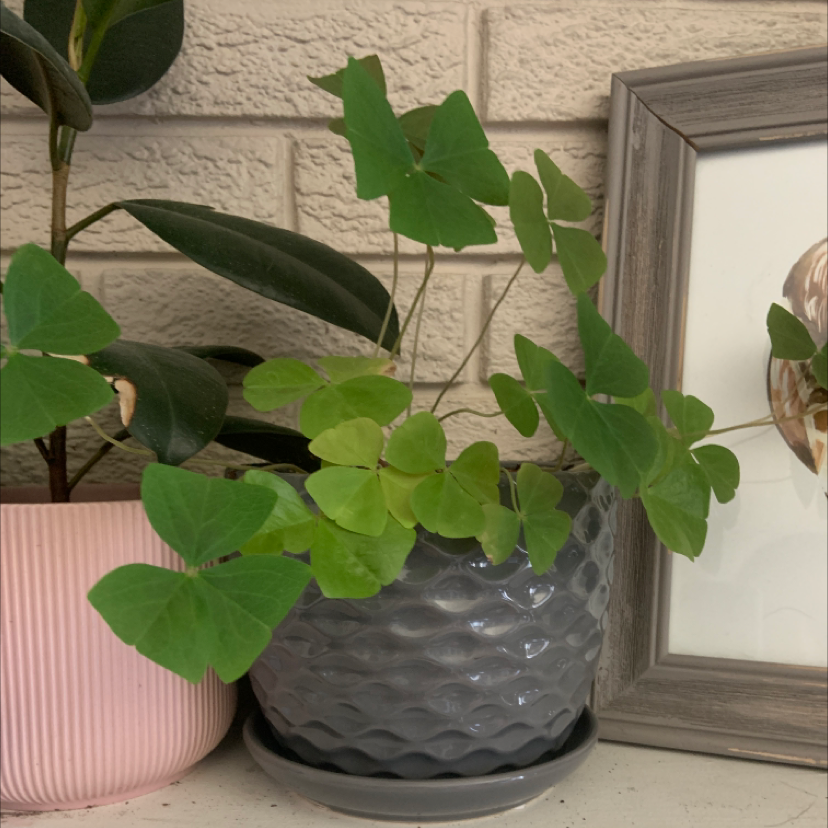 Photo of the plant species Creeping Woodsorrel by @oxkelsey named Your plant on Greg, the plant care app