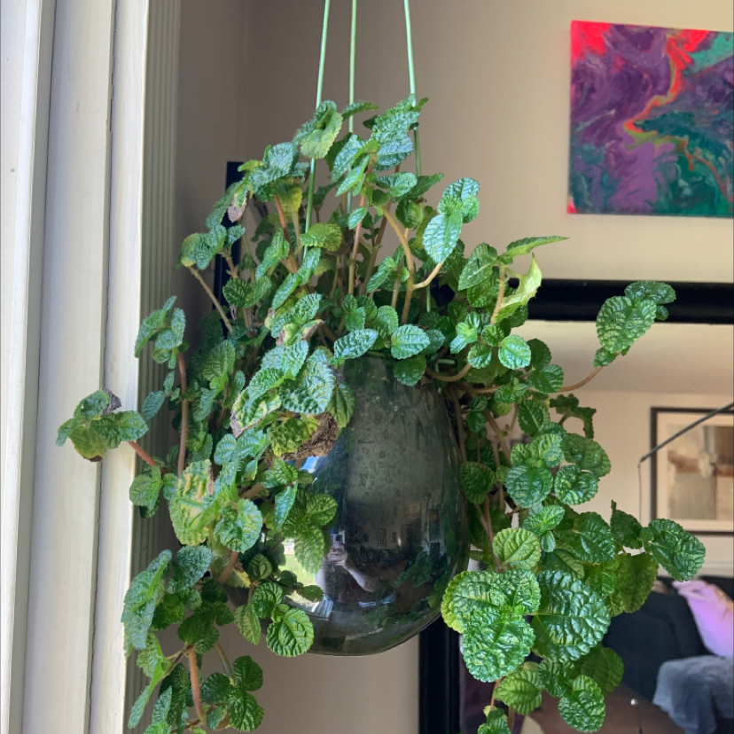 Photo of the plant species Creeping Charlie by @oxkelsey named Your plant on Greg, the plant care app