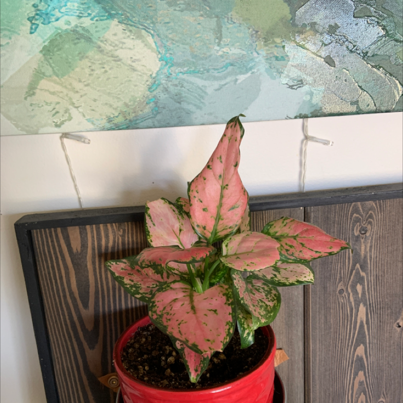 Pink Dalmatian Aglaonema plant in a red pot with vibrant pink and green leaves.