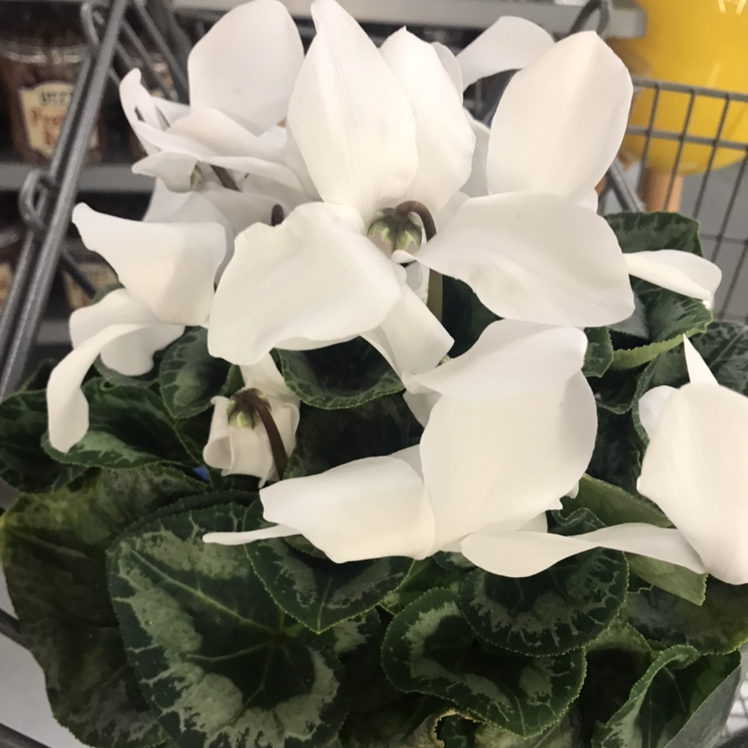 A healthy Persian Cyclamen plant with large white flowers and marbled green foliage, well-framed and in focus.