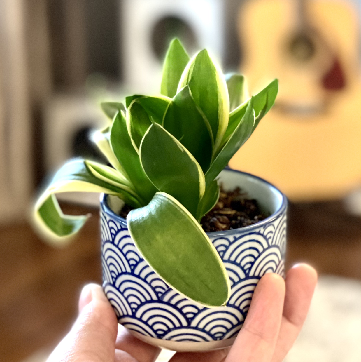 Snake Plant plant photo by @shallaland named Sansa the Baddie on Greg, the plant care app.