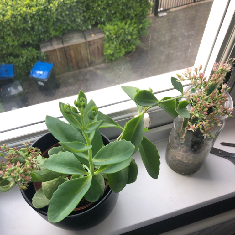 Healthy Showy Stonecrop succulent plant with thick green and red-tinged leaves in a pot on an urban windowsill.
