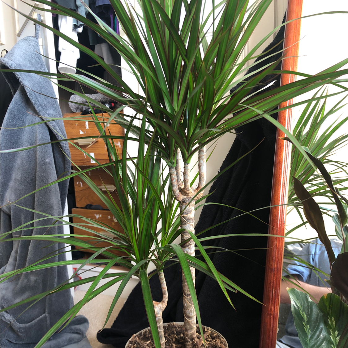 Madagascar Dragon Tree (Dracaena marginata) with healthy green leaves in a pot.
