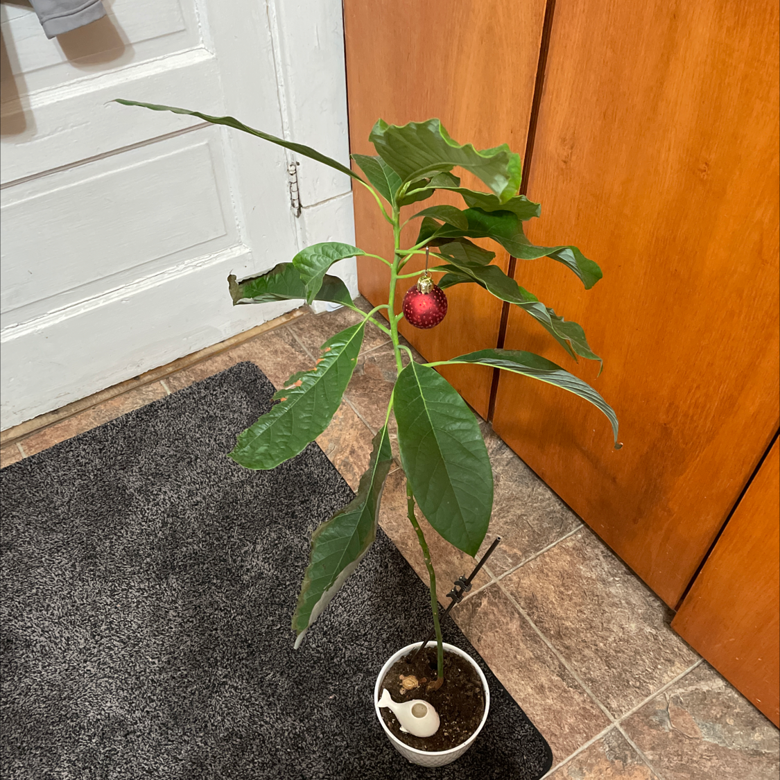 Fertilizing My Avocado 🥑 To Double Its Growth, image size:1125x1125