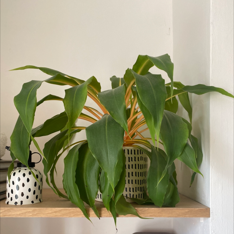 Mandarin Plant Plant Care: Water, Light, Nutrients | Greg App 🌱