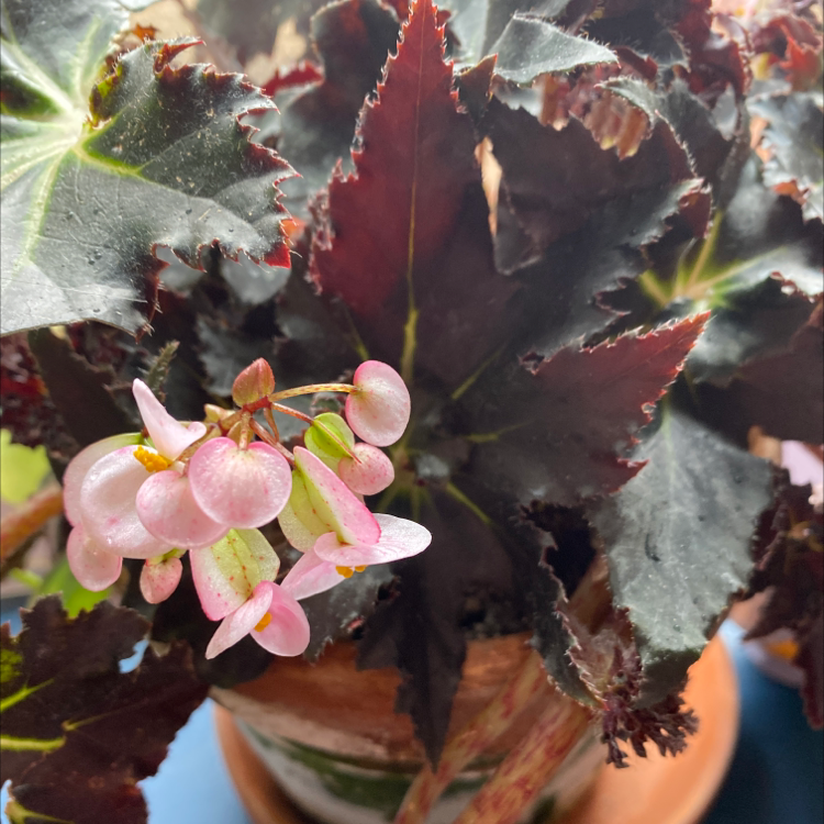 Photo of the plant species Tuberous Begonia by @Flowerpottom named Spegonia on Greg, the plant care app