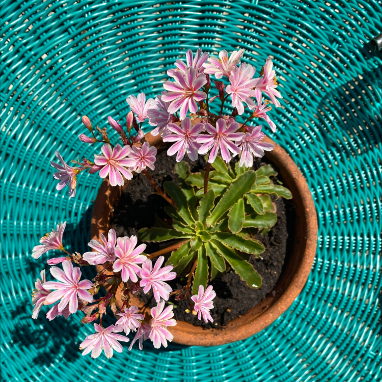Photo of the plant species Cliff Maids by @Flowerpottom named Mochi on Greg, the plant care app