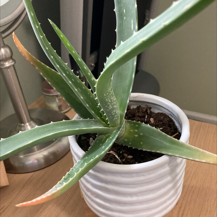 Aloe vera plant photo by @ApolloTuplin named Leafy on Greg, the plant care app.
