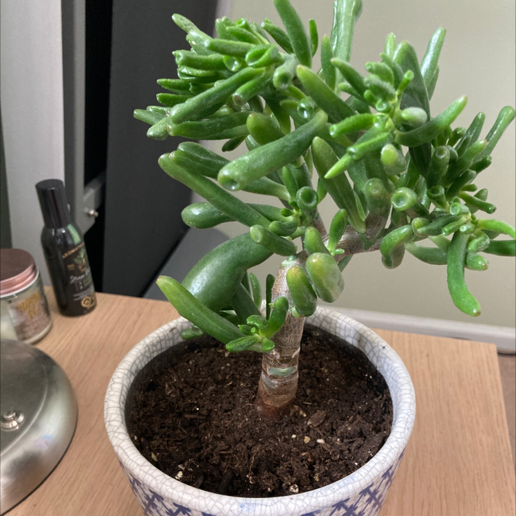 Lucky Plant plant photo by @ApolloTuplin named Bilbo on Greg, the plant care app.