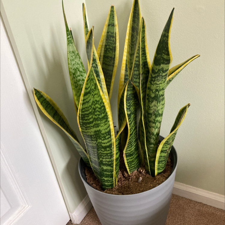 Snake Plant plant photo by @ApolloTuplin named Avdol on Greg, the plant care app.