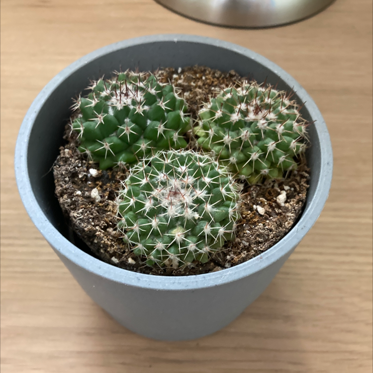 Photo of the plant species Little Nipple Cactus by @ApolloTuplin named Jim, Jimmy, and Jimette on Greg, the plant care app