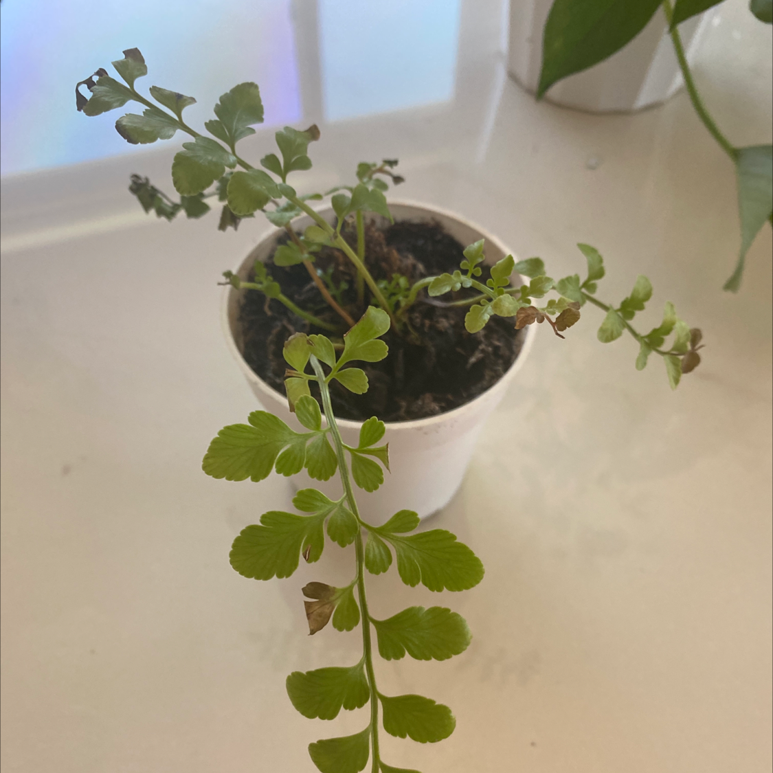 Rumohra Adiantiformis plant photo by Dyłan named Dying fern 💀 on Greg, the plant care app.