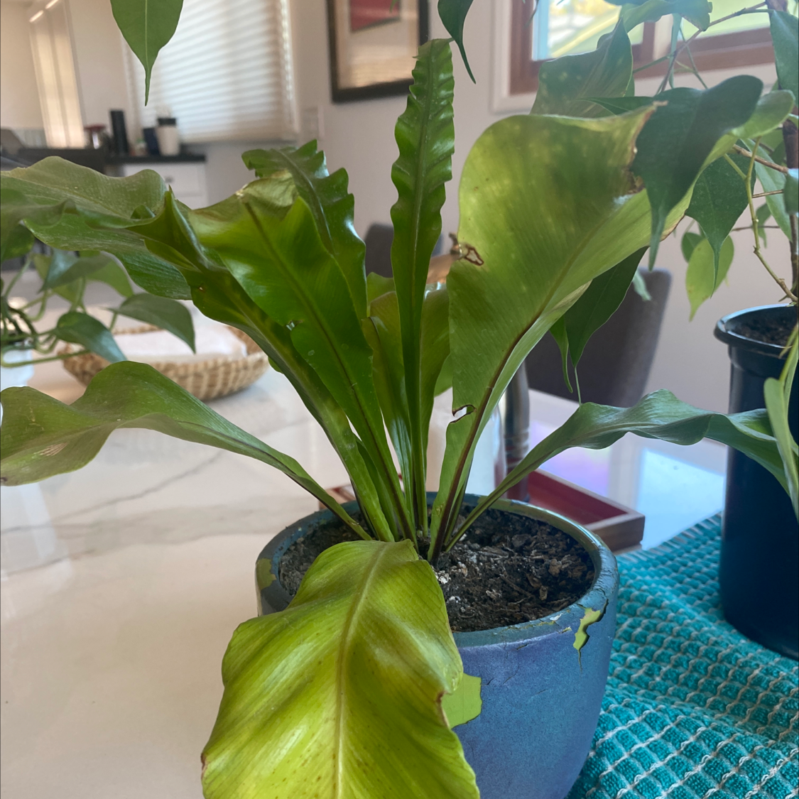 Bird's Nest Fern plant photo by Dyłan named Birds nest fern on Greg, the plant care app.