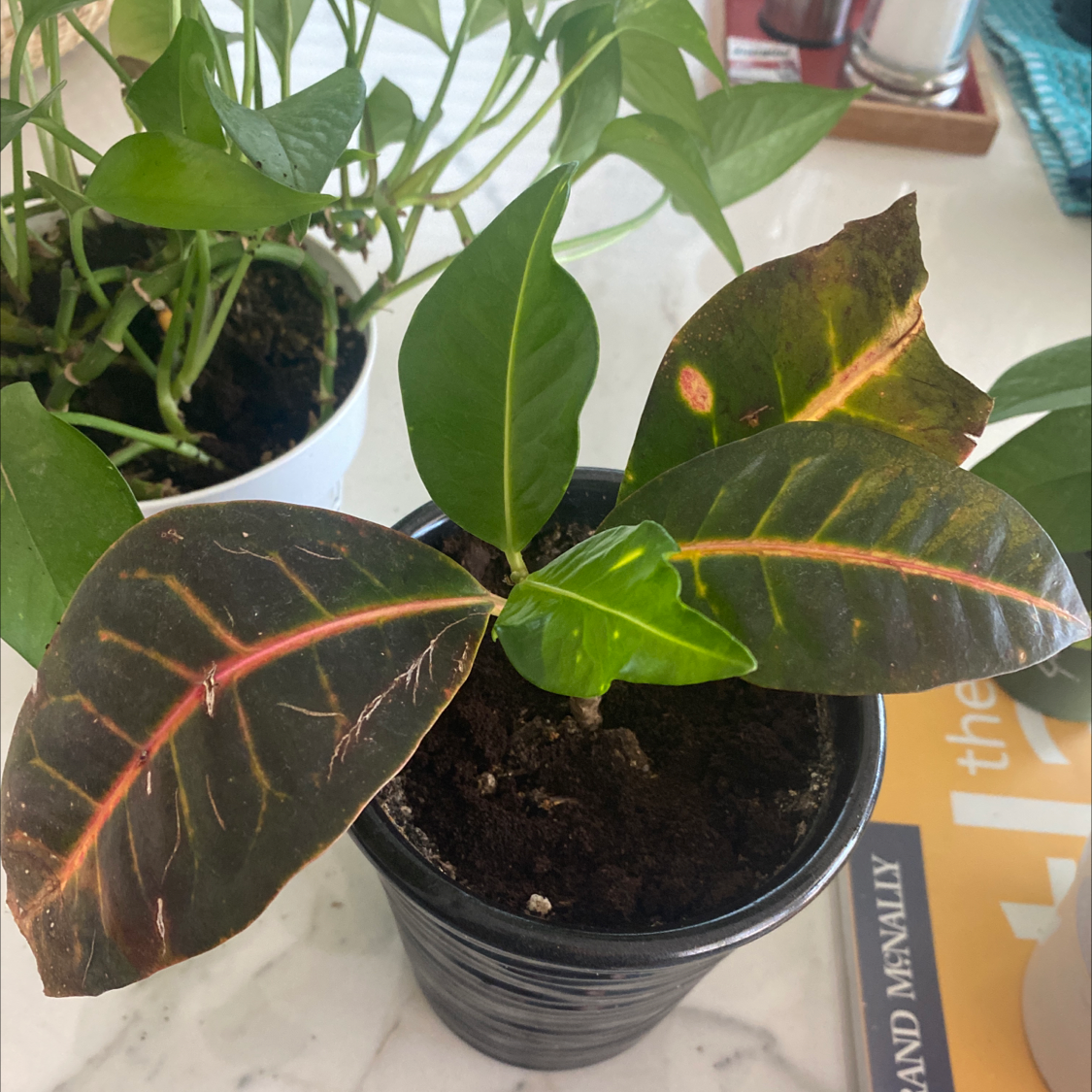 Gold Dust Croton plant photo by Dyłan named Colorfull leaves on Greg, the plant care app.