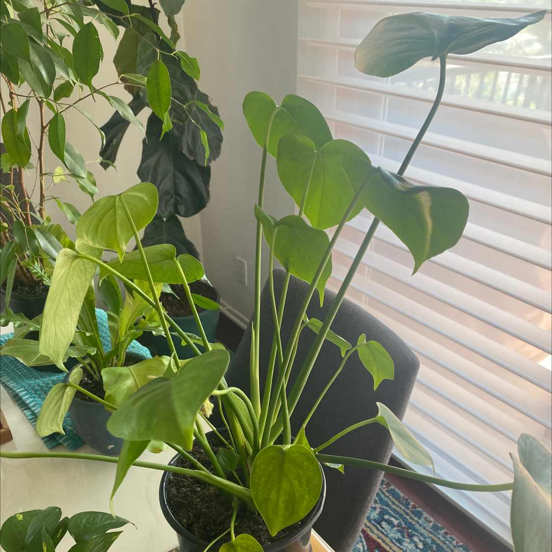 Monstera plant photo by Dyłan named Monstera on Greg, the plant care app.