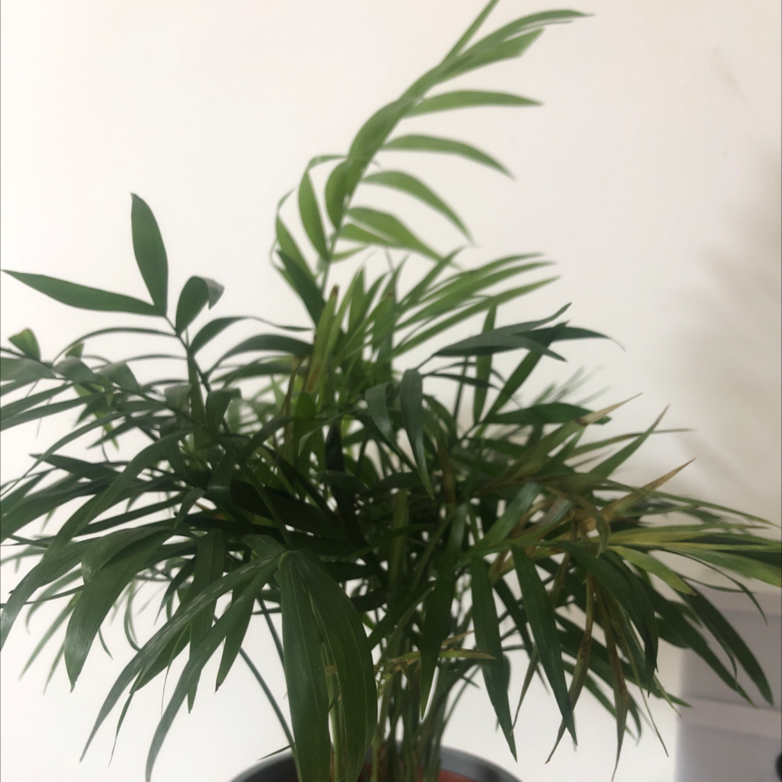 Cat Palm plant photo by Oliwia named cat palm on Greg, the plant care app.