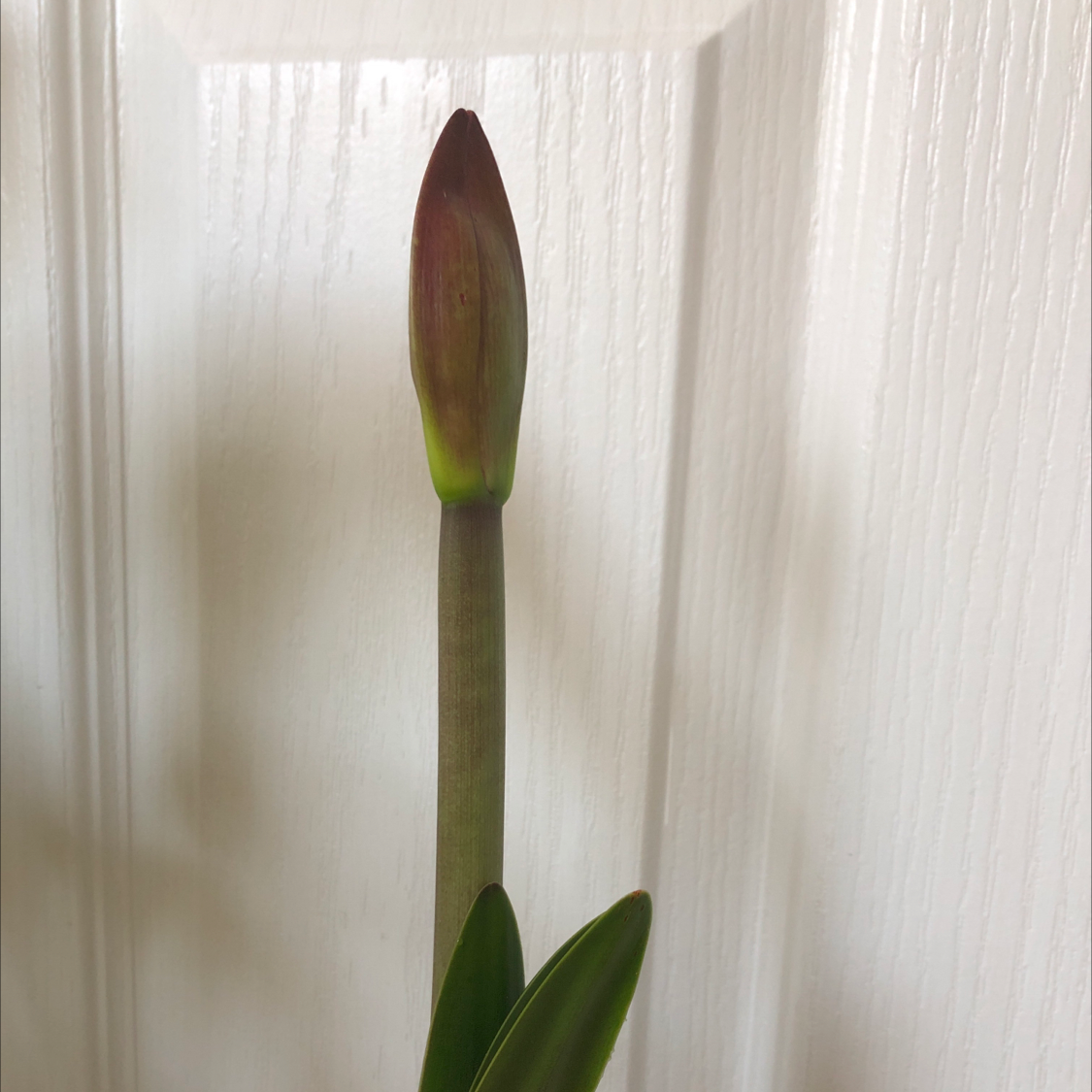 A single plant with a tall stem and a bud at the top against a white door.