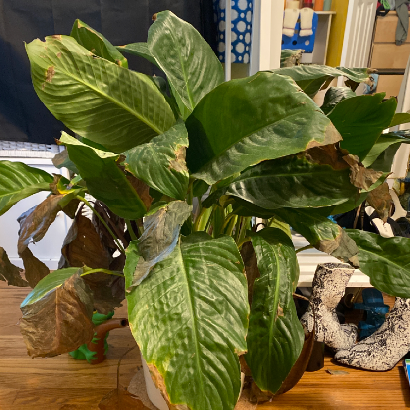 Peace Lily plant photo by Florianna named Portia on Greg, the plant care app.