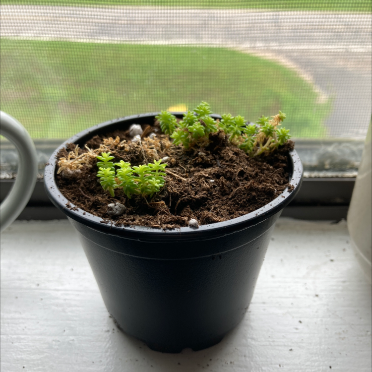 Potted Spanish Stonecrop plant with green foliage, visible soil, well-framed and in focus.