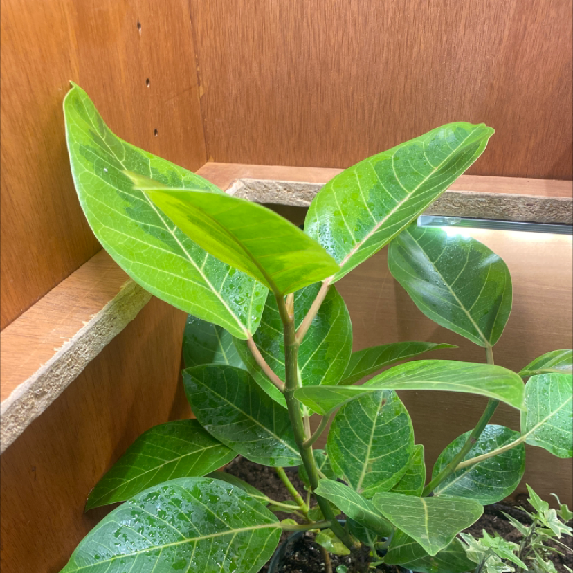 Healthy Florida Strangler Fig plant with vibrant green leaves in a wooden planter.
