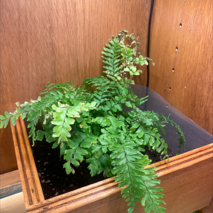Northern Maidenhair Fern in a wooden planter with some browning on fronds.