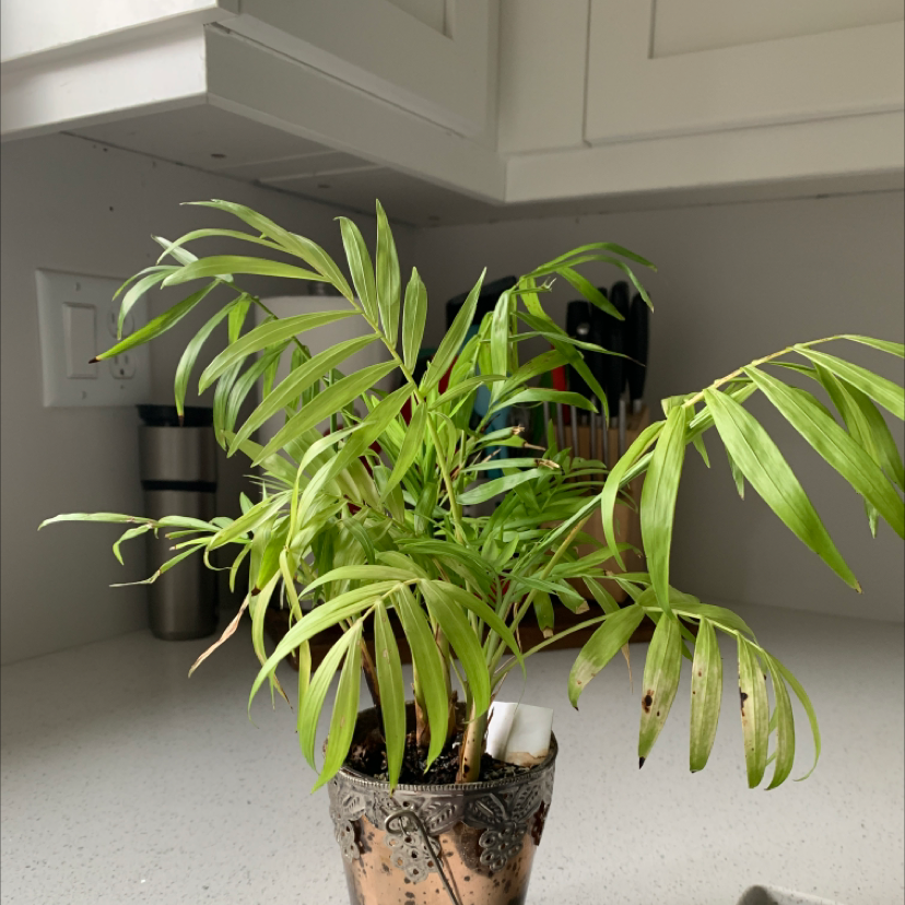 Parlour Palm plant photo by Hailey named jimmy on Greg, the plant care app.