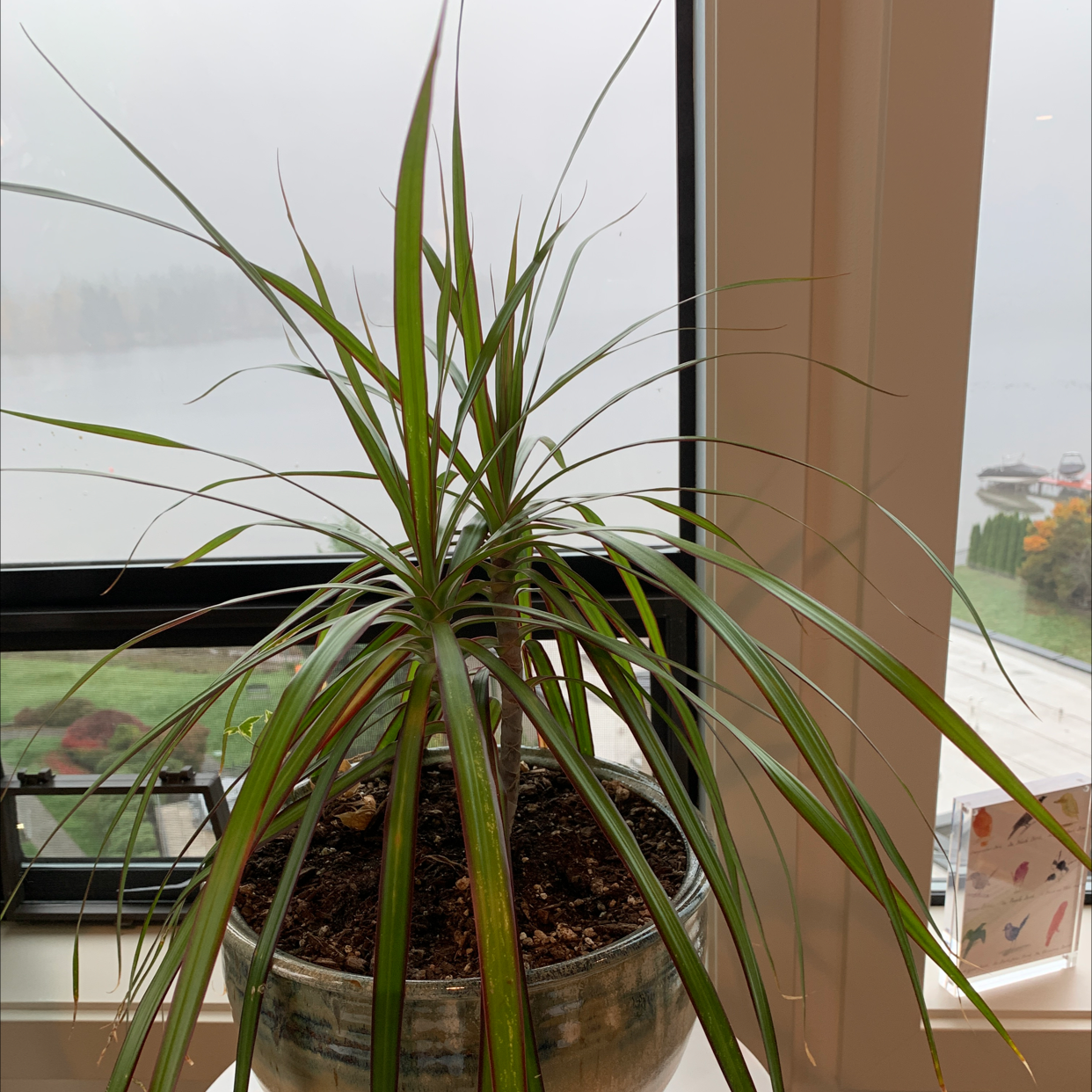 Healthy Song of India plant with slender green and white variegated leaves growing upwards, on a window sill.