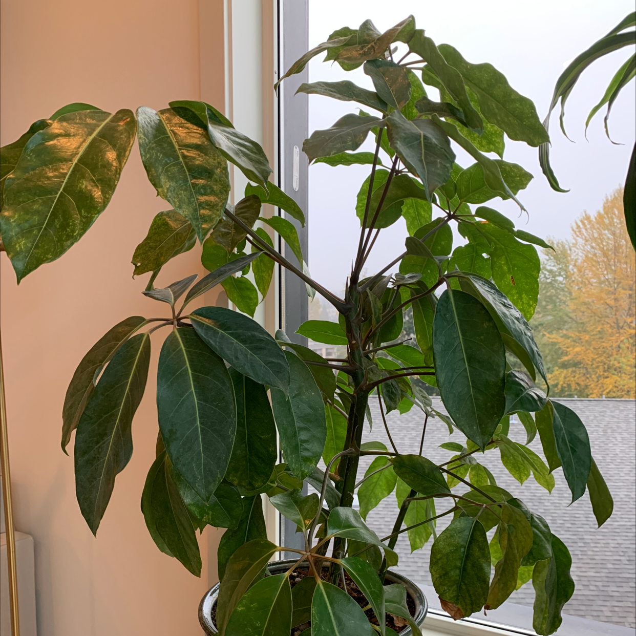 Healthy, thriving Umbrella Tree houseplant with large glossy green leaves sitting in front of a window with fall foliage visible outside.