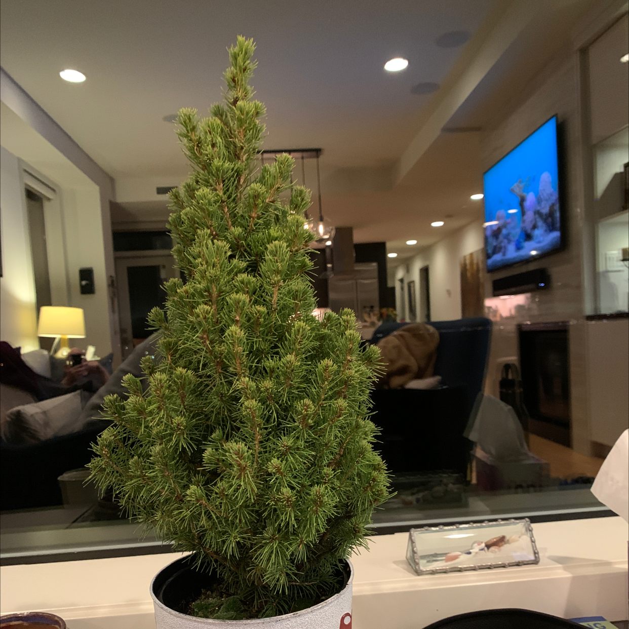 English Yew plant photo by @PJR named Piney on Greg, the plant care app.