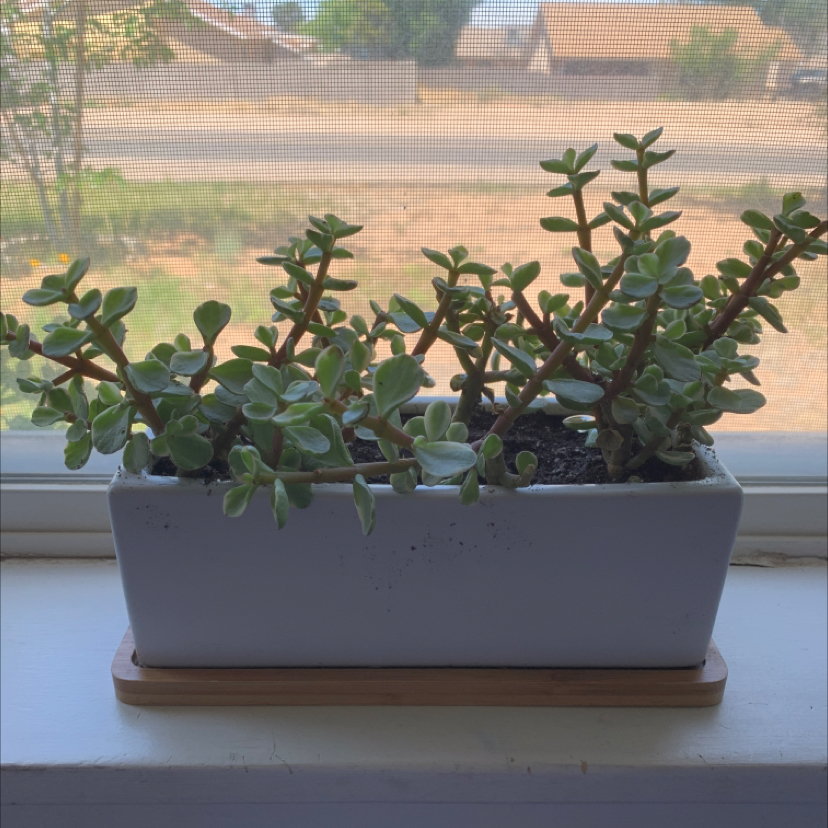 Porkbush plant photo by @kimberlprivetts named frank on Greg, the plant care app.