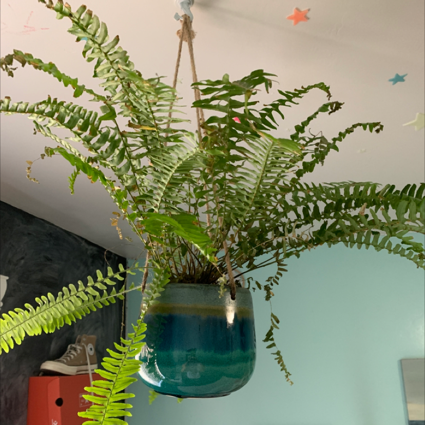 Kimberly Queen Fern in a hanging pot with vibrant green fronds.