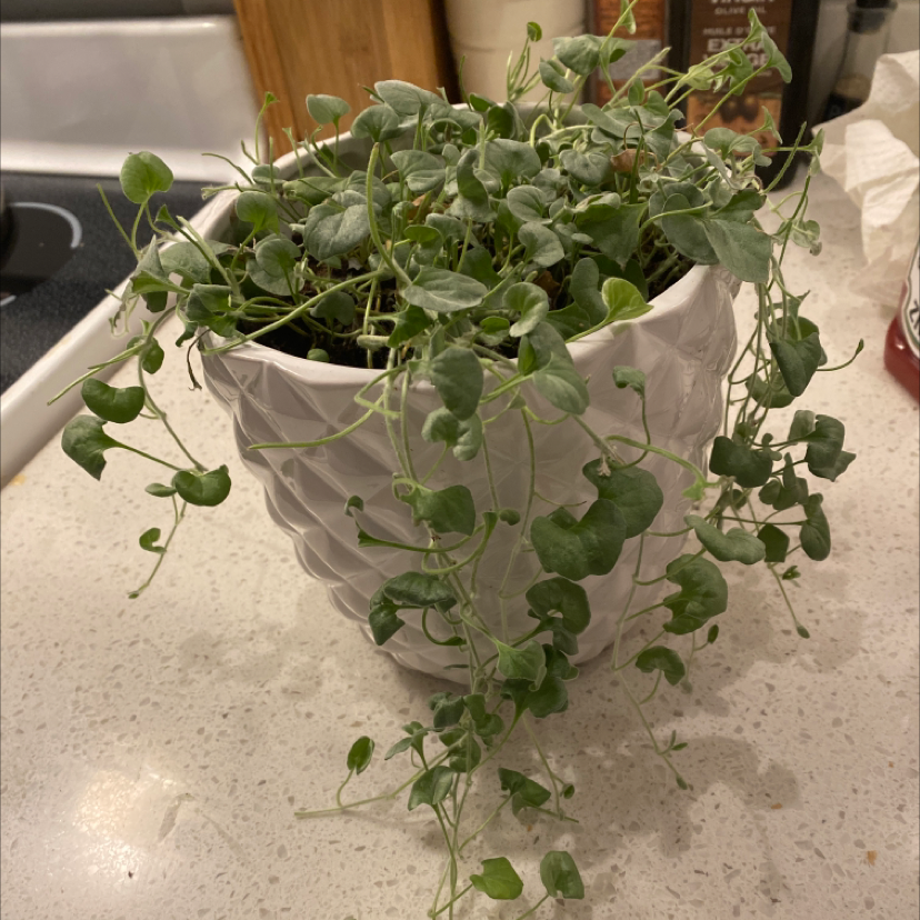 Potted Silver Ponysfoot plant with trailing stems and small, round leaves.