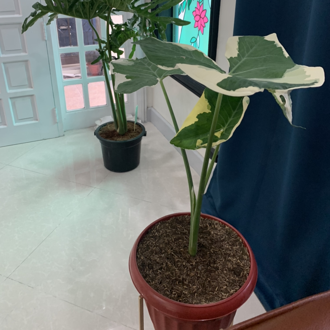 Potted Mickey Mouse Taro plant with variegated leaves indoors, another plant in the background.