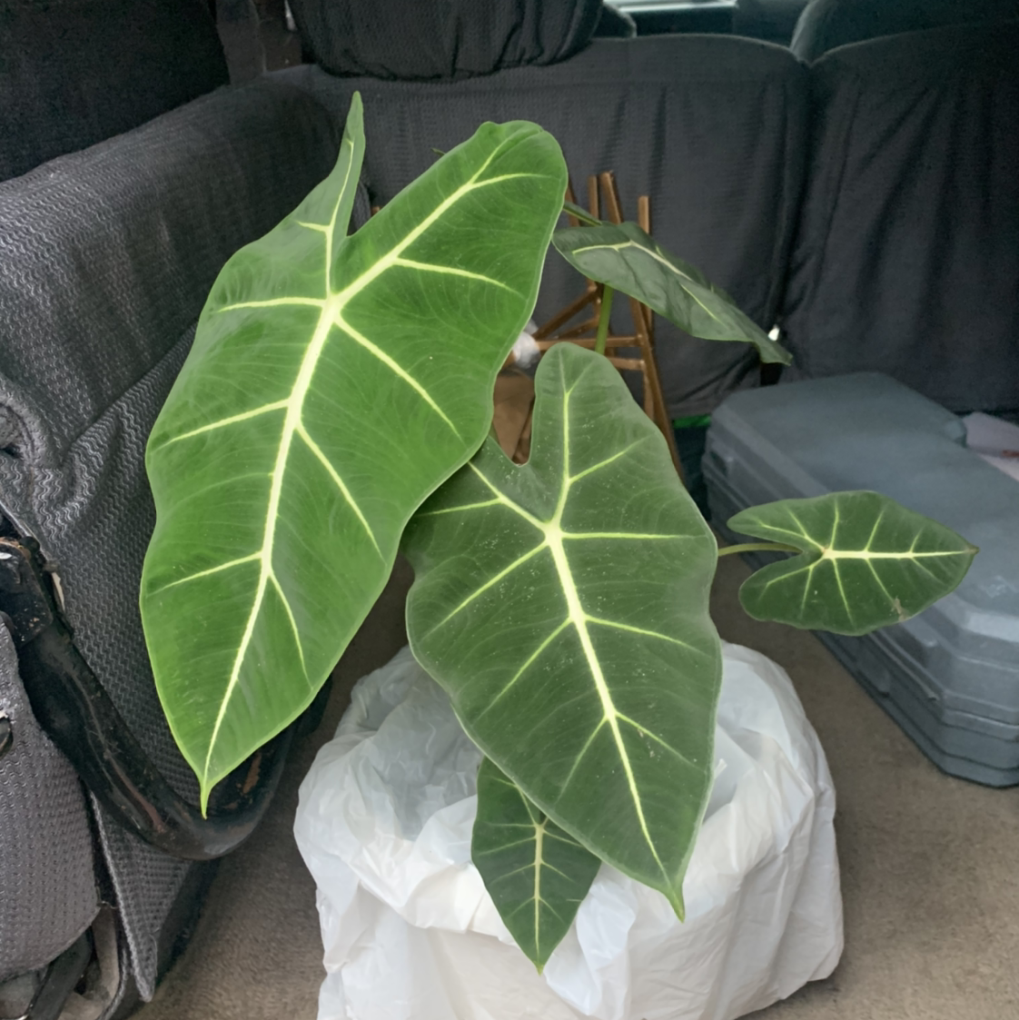 Green Velvet Alocasia plant with large, dark green leaves and white veins, placed indoors.