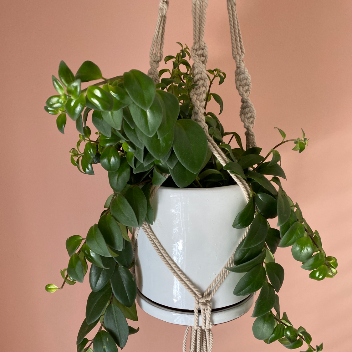 Photo of the plant species Lipstick Plant by @kyliemcmullen named Walt on Greg, the plant care app