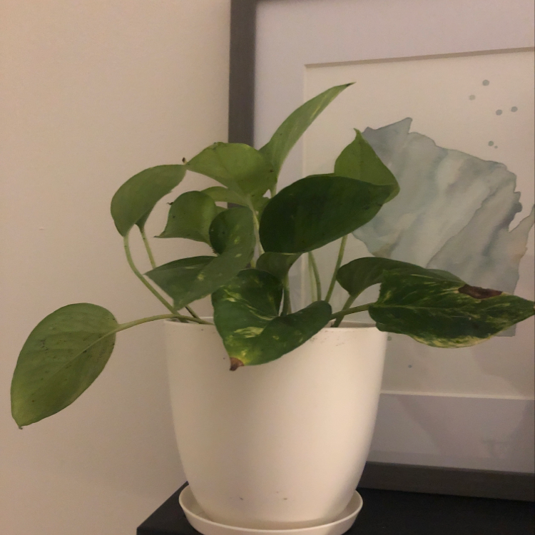 Photo of the plant species Colorado Tree by Clare named Sonora on Greg, the plant care app