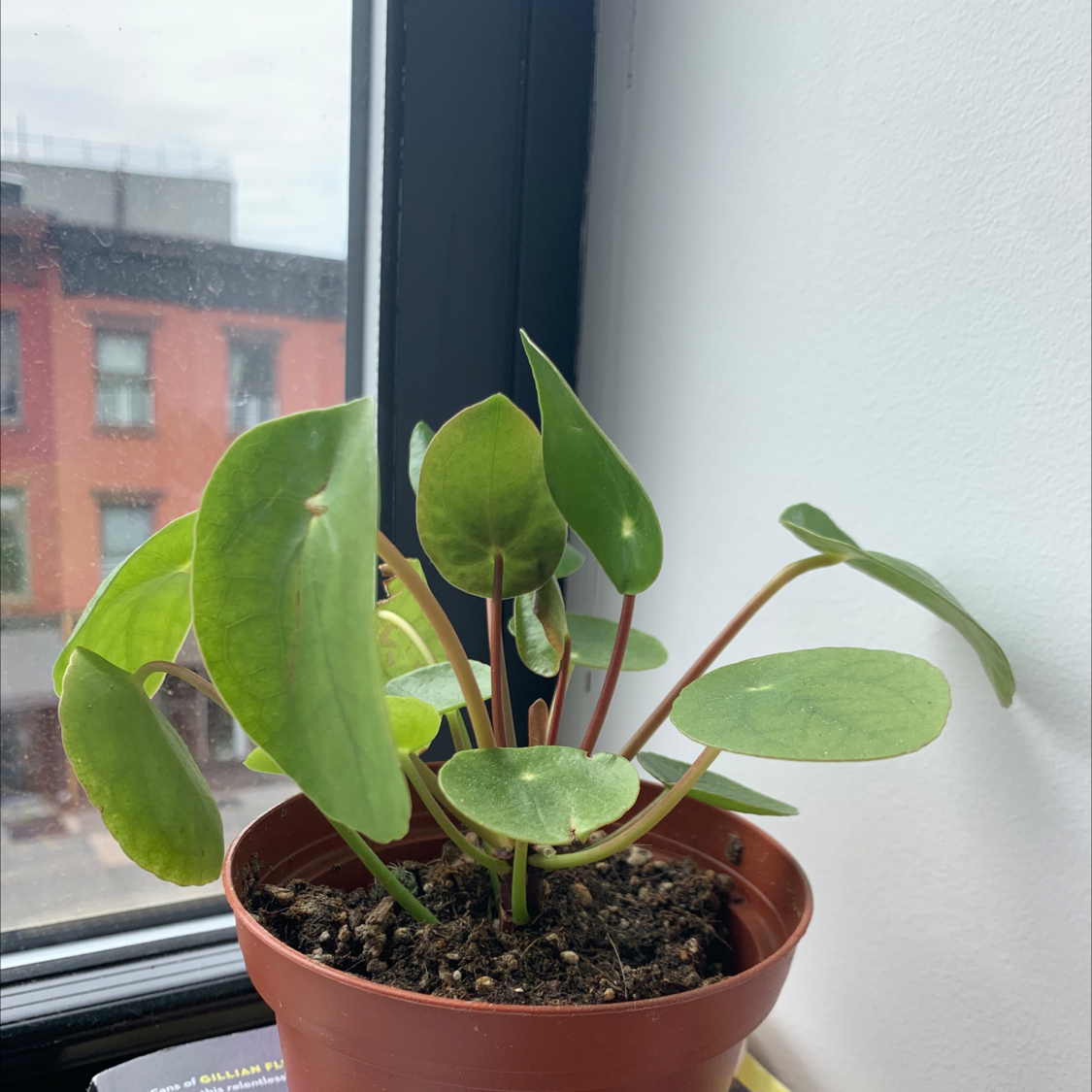 Chinese Money Plant plant photo by @ivyt named pilea on Greg, the plant care app.