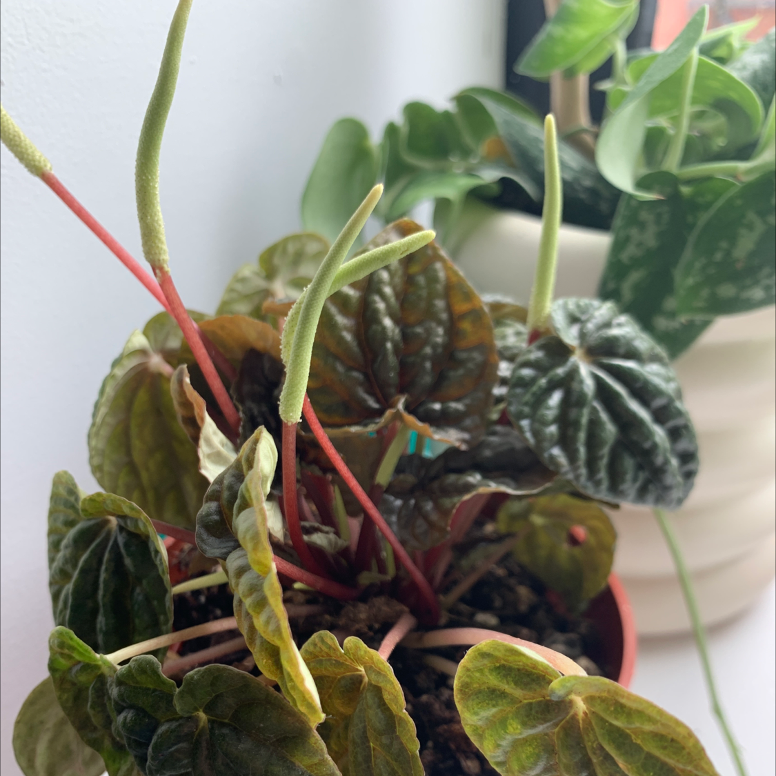 Peperomia Caperata plant photo by @ivyt named miss emerald on Greg, the plant care app.