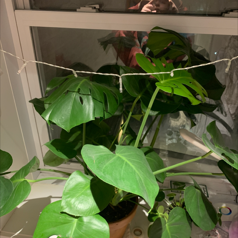 Monstera plant photo by @cyberplantdad named Fernita on Greg, the plant care app.