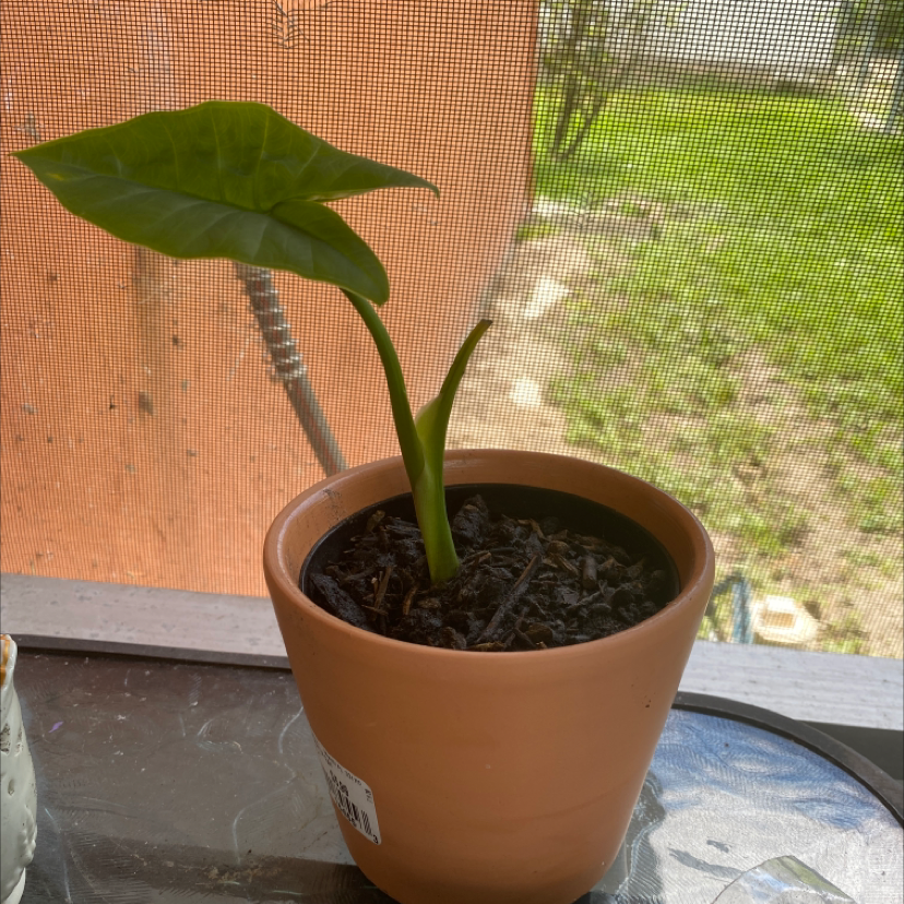 Photo of the plant species Arrowleaf Elephant Ear by @angelina135 named Sproutacus on Greg, the plant care app
