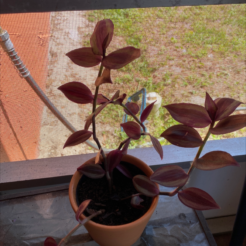 Spiderwort plant photo by @angelina135 named grapes on Greg, the plant care app.