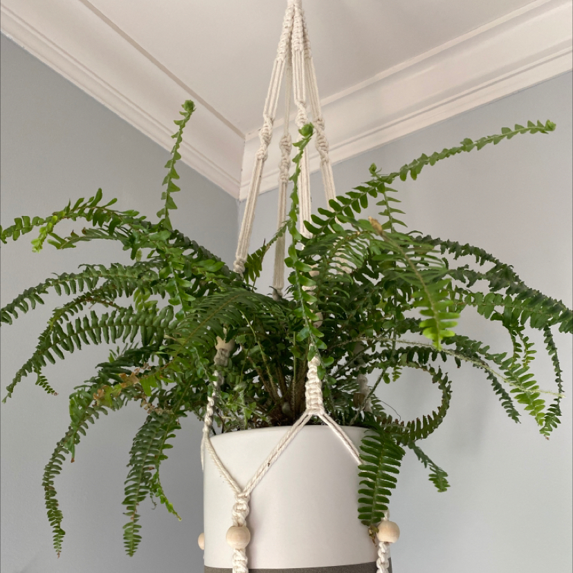 Photo of the plant species Sickle Fern by Rachel named Fernie Mac on Greg, the plant care app