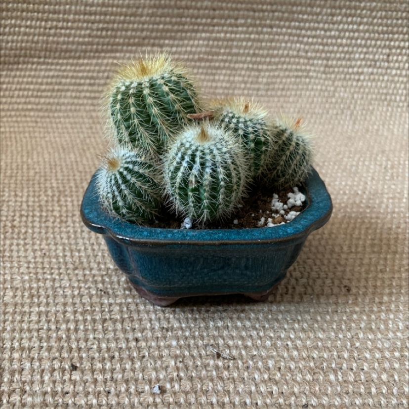 Balloon Cactus (Parodia magnifica) in a blue pot on a textured surface.