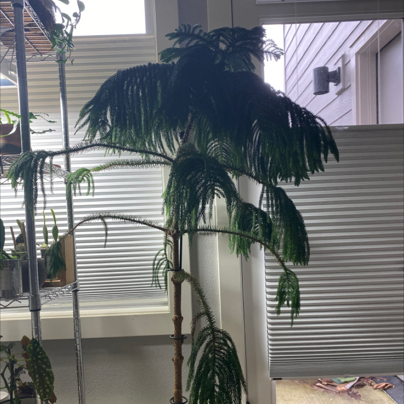 Photo of the plant species Norfolk Island Pine by @jershwer named Araucaria heterophylla on Greg, the plant care app