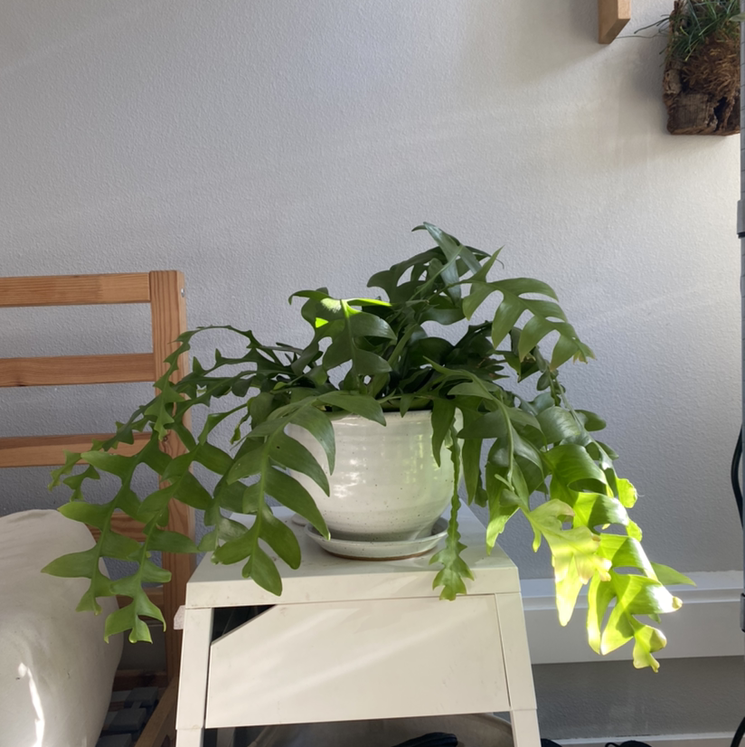 Healthy shark fin cactus in a white pot on a white stand with vibrant green leaves.