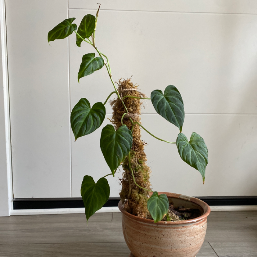 Ecuador Philodendron plant with heart-shaped leaves supported by a moss pole in a pot.