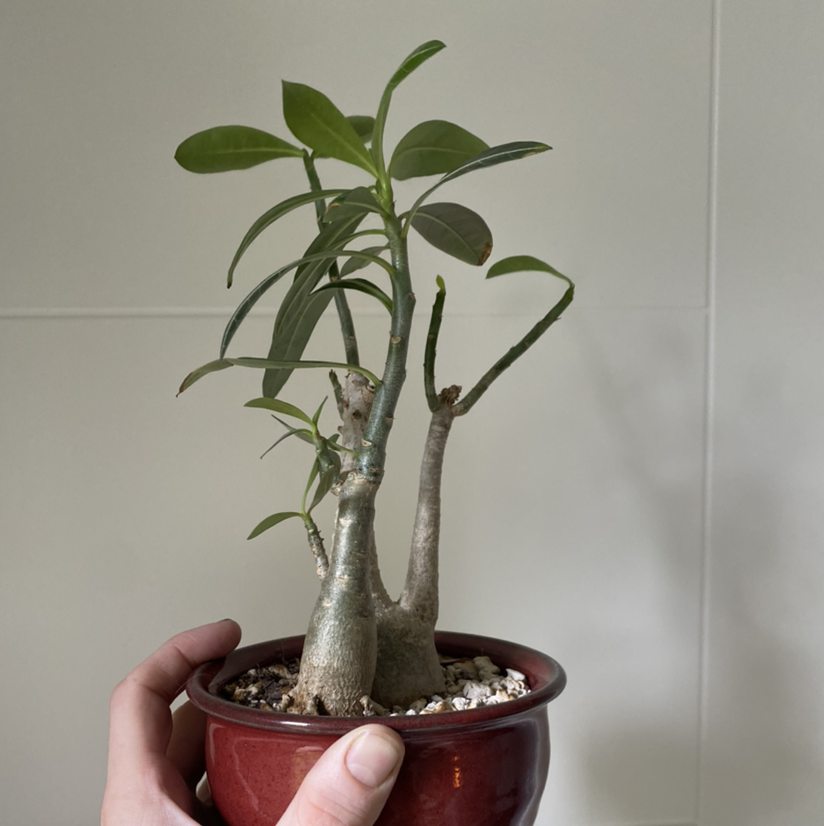 Desert Rose Plant plant photo by @jershwer named Adenium obessum on Greg, the plant care app.